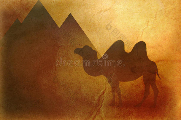 埃及骆驼和金字塔的背景
