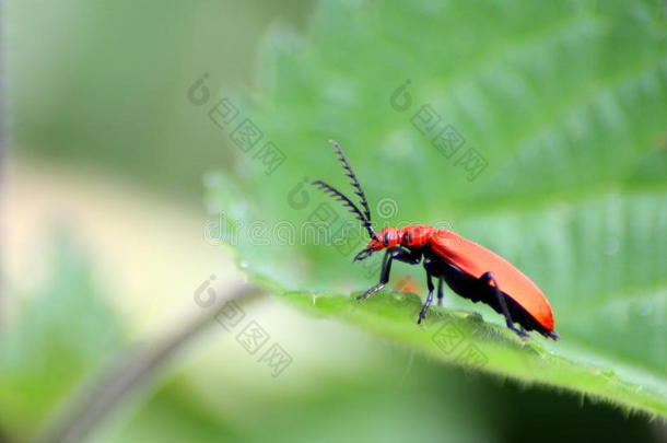 红百合叶甲虫。