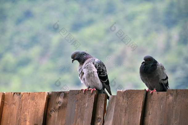坐在板墙上的鸽子夫妇