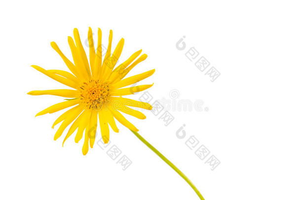 淡黄色雏菊