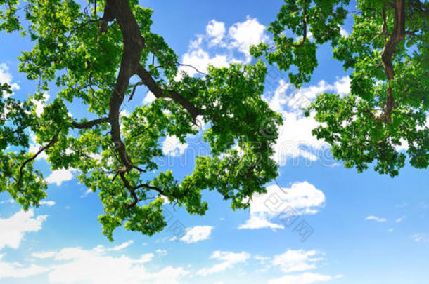 蓝天白云的夏日树枝