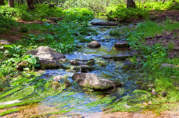 青苔覆盖的石头的夏日溪流