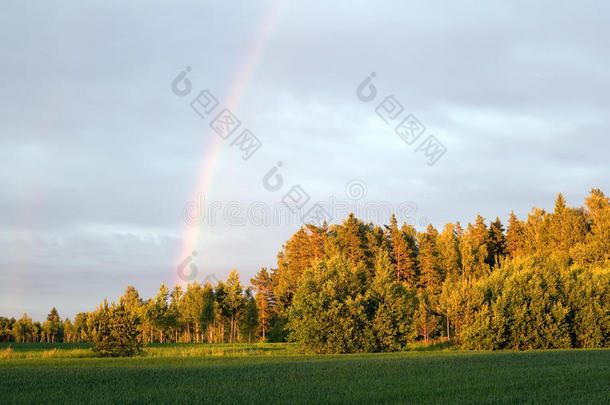 <strong>林间</strong>彩虹天空