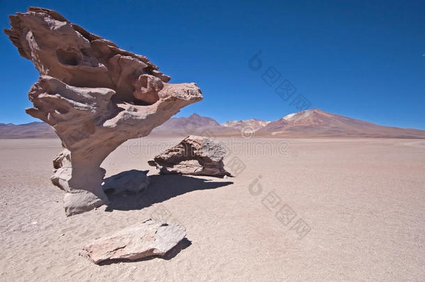 沙漠岩树