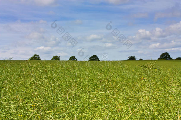 艾尔登山油菜