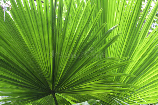 热带树叶细节绿色纹理背景