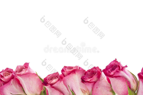 带有复制空间的美丽粉红玫瑰边框图像