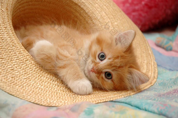 戴帽子的小猫