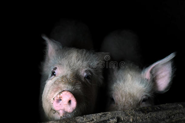 两只小猪在围栏里