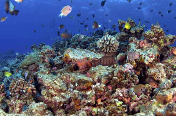 南太平洋暗礁