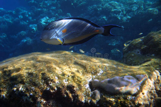 沙棘鱼（acanthurus sohal）