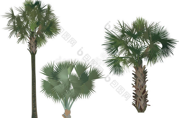 三棵棕榈树