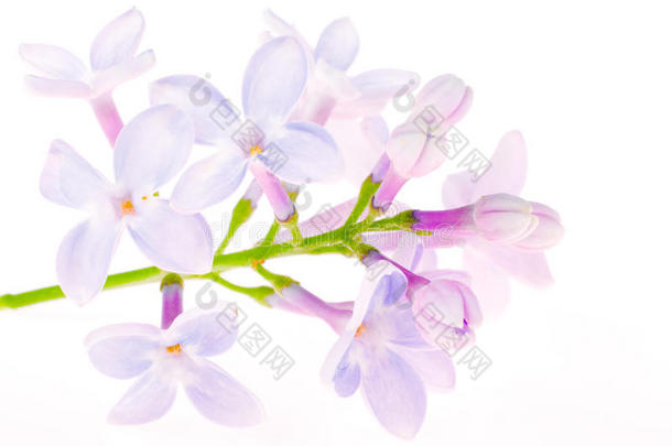 淡蓝色淡紫色花，白色