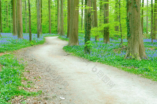 穿过森林的小路
