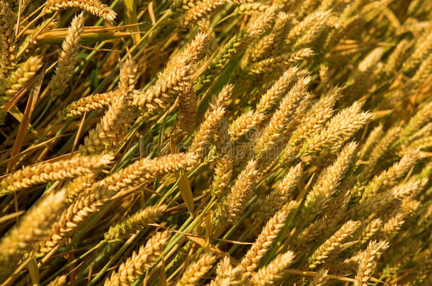 成熟的金色小麦穗