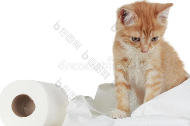 小猫和卫生纸