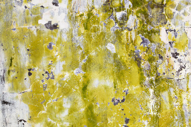 脏墙上的霉菌和藻类