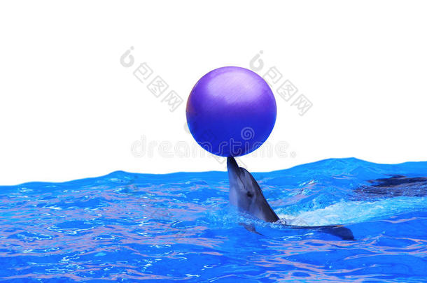 海豚玩球
