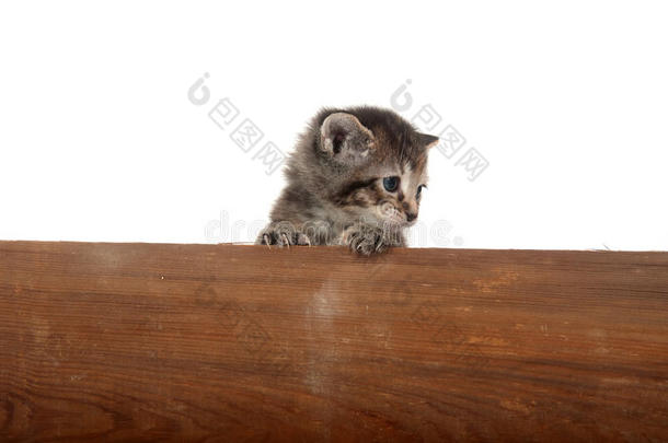 可爱的小猫在木板上嬉戏