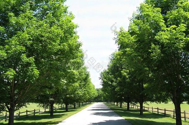 在阳光明媚的夏日，树木在乡间小路上排列