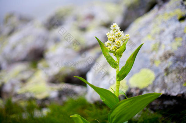 <strong>淡黄</strong>色高山花