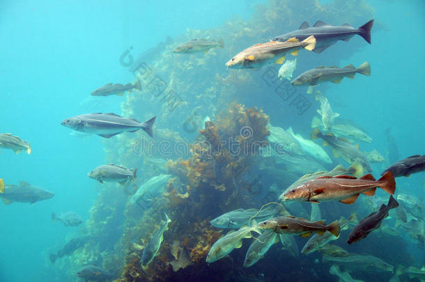挪威大西洋海洋公园，鱼类<strong>环游</strong>