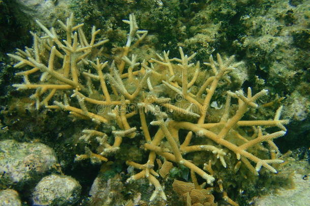鹿角珊瑚i