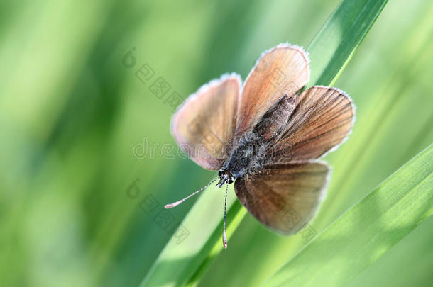 蝴蝶<strong>银饰</strong>蓝（plebejus argus）