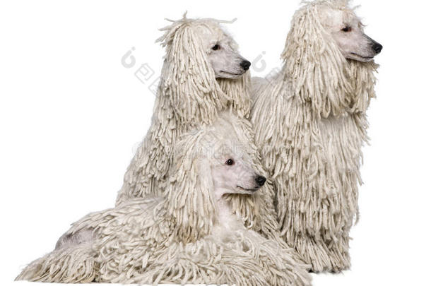 三条白绳标准贵宾犬