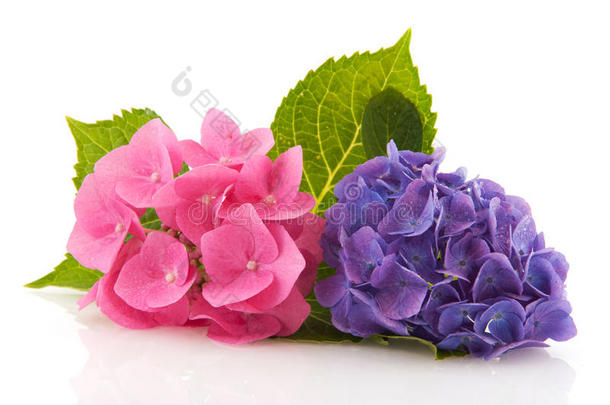 粉色和蓝色绣球花