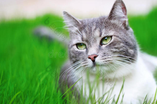 猫在草地上休息
