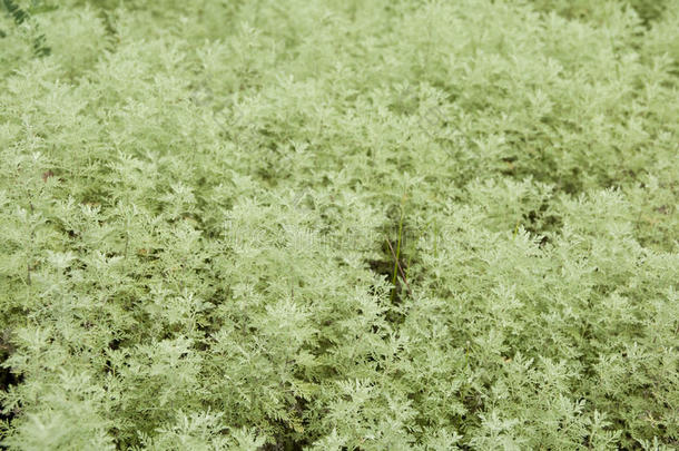 风味食物花园绿色<strong>草</strong>本植物