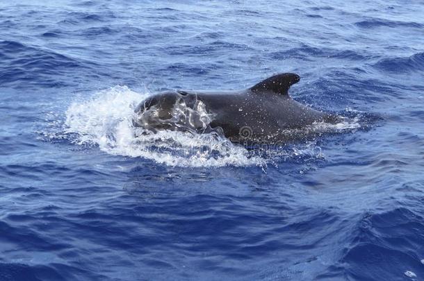 领航鲸自由在公海蓝色地中海