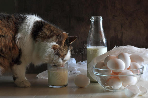 有趣的动物背景瓶子猫