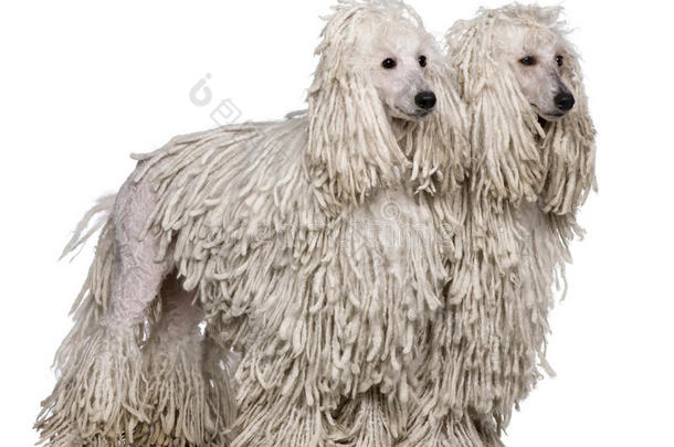 两条白绳标准贵宾犬