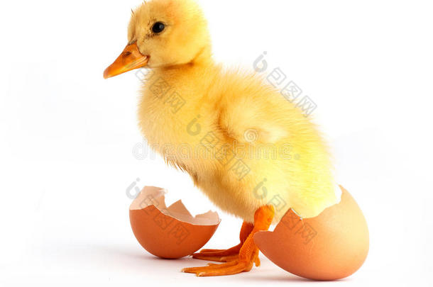 带蛋的黄色小鸭
