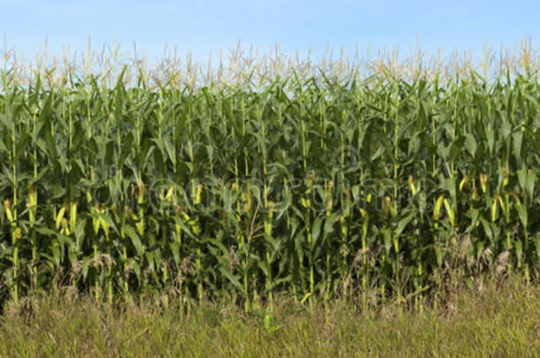 玉米地细节横幅全景，玉米秸秆