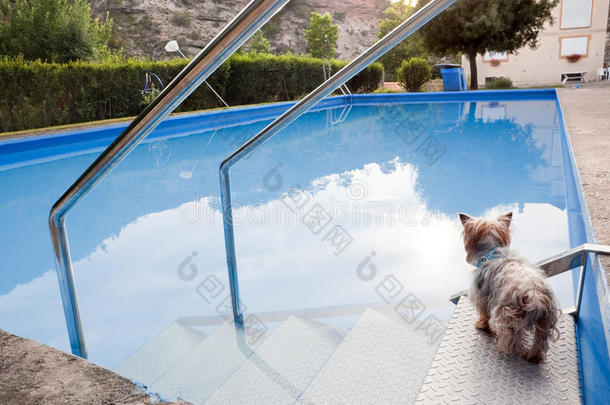 狗和游泳池