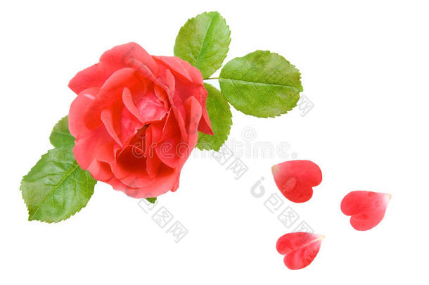 心形花瓣粉红玫瑰