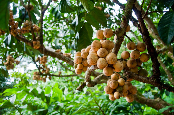 龙岗树上的热带水果