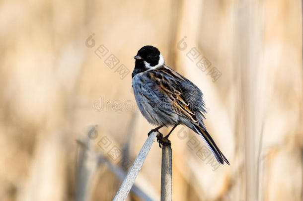 reed bunting，emberiza schoeniclus公司