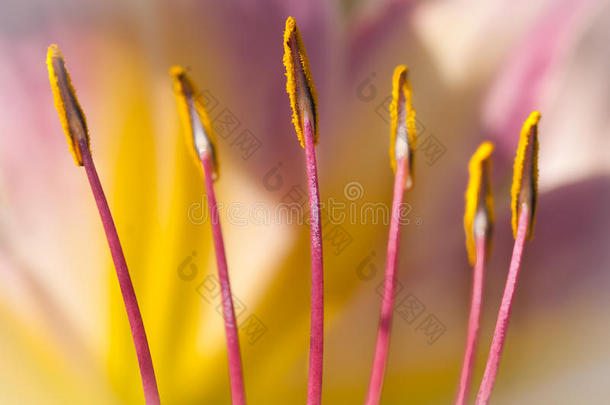 关闭特写镜头舞者黄花菜精致的