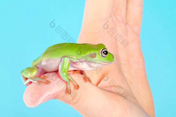 手上的青蛙