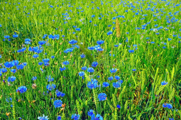 青花麦田