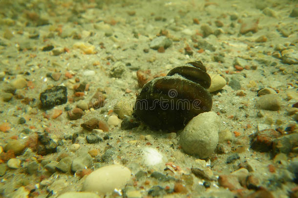 沙底水下<strong>蜗牛</strong>