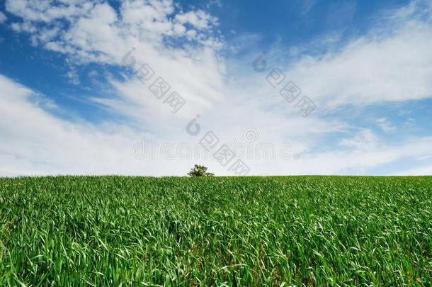 空旷的绿色麦田