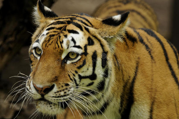 西伯利亚虎（panthera tigris altaica）
