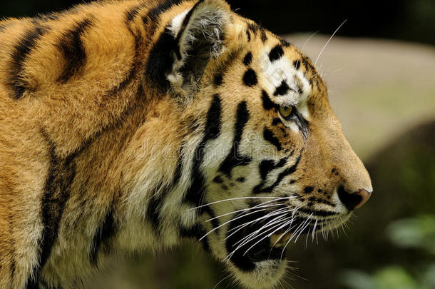 西伯利亚虎（panthera tigris altaica）