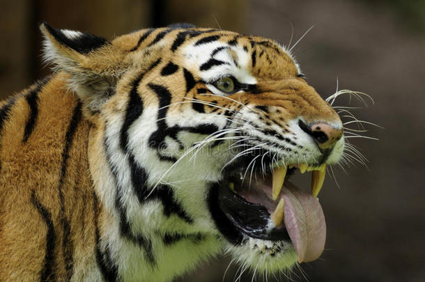 西伯利亚虎（panthera tigris altaica）