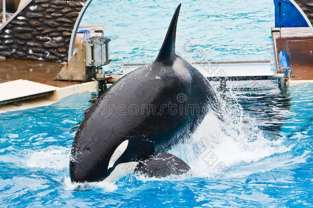 成就可爱极了动物水族馆大的